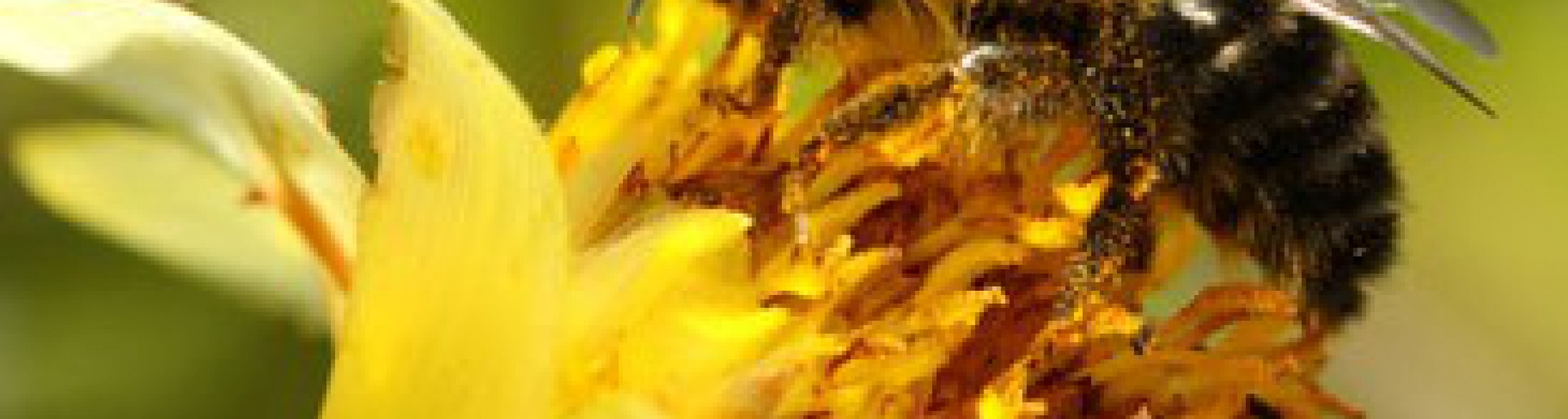 "APIAMO"- Laboratori e degustazioni alla scoperta delle api