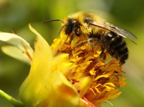 "APIAMO"- Laboratori e degustazioni alla scoperta delle api