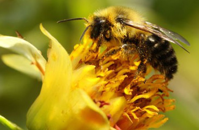 "APIAMO"- Laboratori e degustazioni alla scoperta delle api