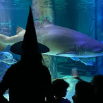 Halloween 2026 nei parchi CE: mongolfiera, pinguini e avventure nel tempo