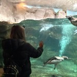 Parchi aperti fino all'Epifania