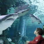 Tutti i parchi Costa tornano aperti dal 15 giugno 