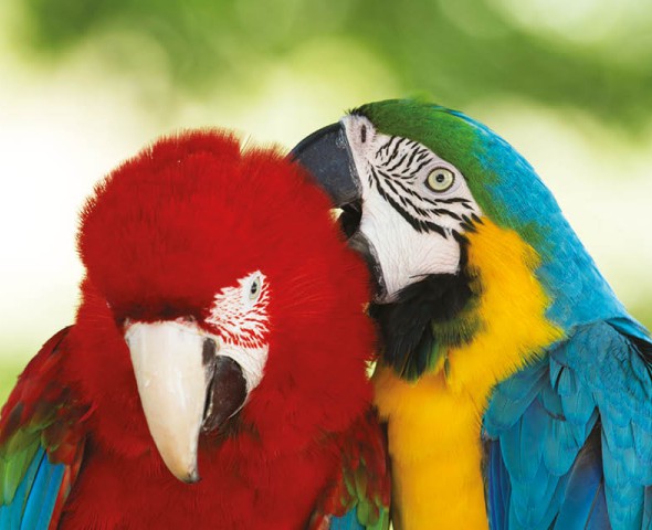 Scopri il mondo dei pappagalli