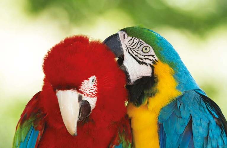 Scopri il mondo dei pappagalli
